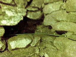 derrygola 1184.jpg